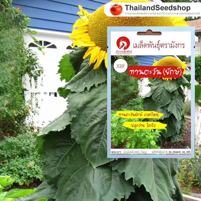 เมล็ดพันธุ์ทานตะวันยักษ์ - Giant Sunflower Seeds (จำหน่ายเมล็ดพันธุ์นำเข้าจากต่างประเทศคุณภาพดี)